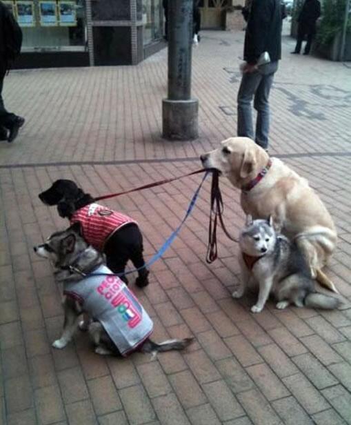 therandominmyhead:  Yes just me, a dog. Taking a walk. With my dogs. Who are my friends.