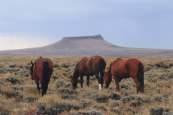 Eartheld:  Johnandwolf:  Wild Horses Near Rock Springs, Wy / September 2014Something