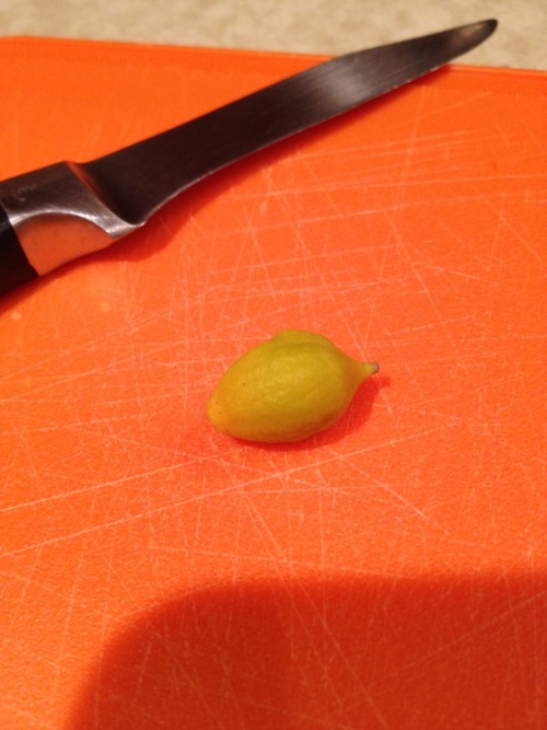 xekstrin: not-cooper:  My mom tried to grow a lemon tree here in rainy Washington state.  im laughing so hard im crying over this tiny ass lemon 