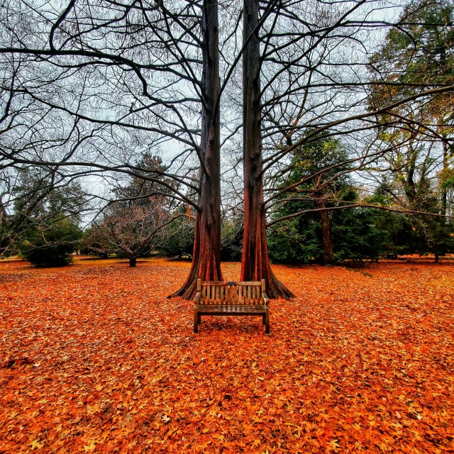 a lonely bench in front of tall paired trees that grow in parallel lines, in a field of fallen red leaves