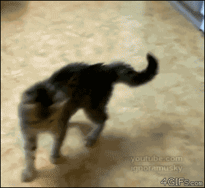 tastefullyoffensive: When Cats Forget How to Cat (Part 1) [x]Previously: Animals Stealing Food, Cats Giving High Fives 
