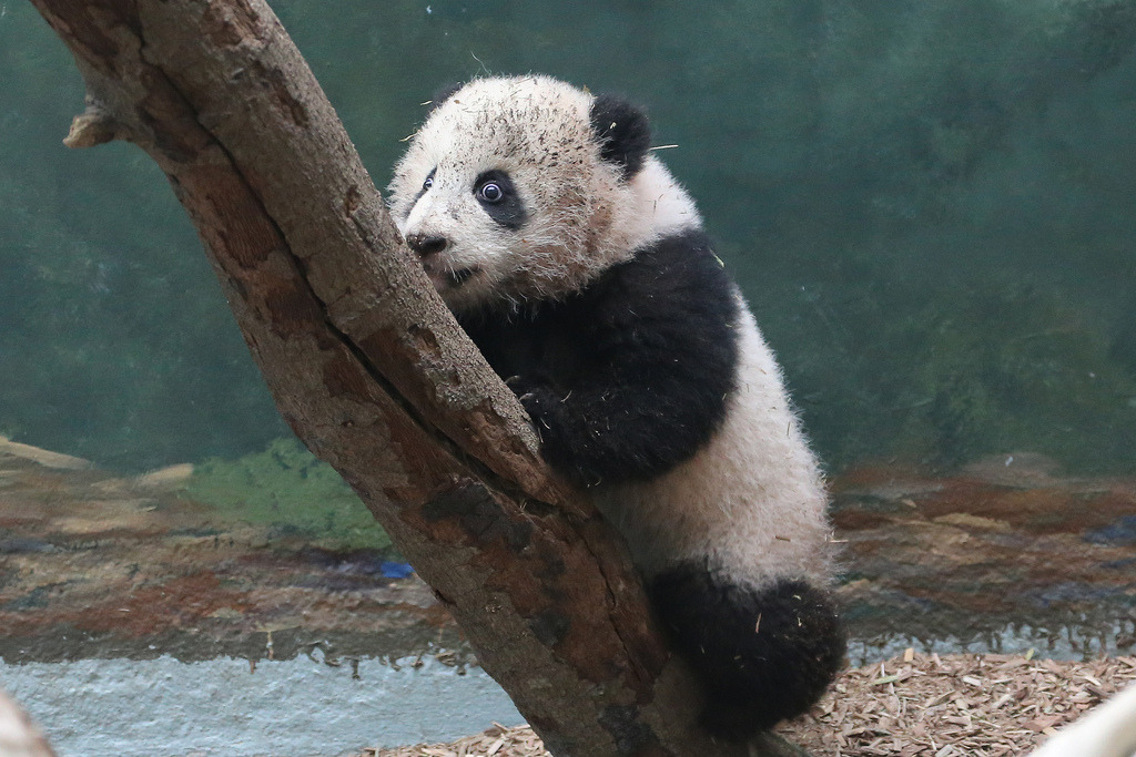 giantpandaphotos:  Mei Huan at Zoo Atlanta in Georgia, US, on December 30, 2013.