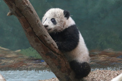 giantpandaphotos:  Mei Huan at Zoo Atlanta