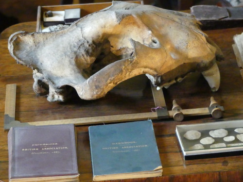 Prehistoric bone tools and items on display in the Victorian Study at Buxton Museum and Gallery, 31.