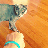 haeface:  Heebum knows who his master is. 