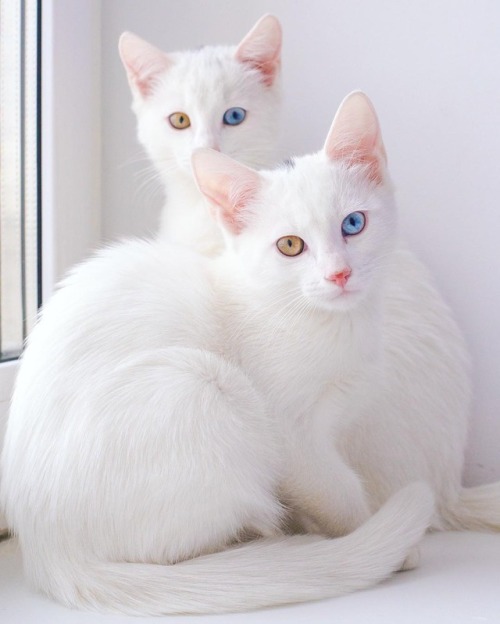 my-moonlight-us: SIS.TWINS IRISS AND ABISS