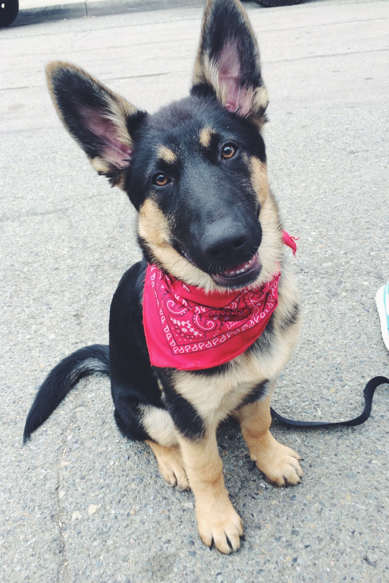 yung-chuco:  my homie can’t wait ‘til he has puppies so I can get one for myself