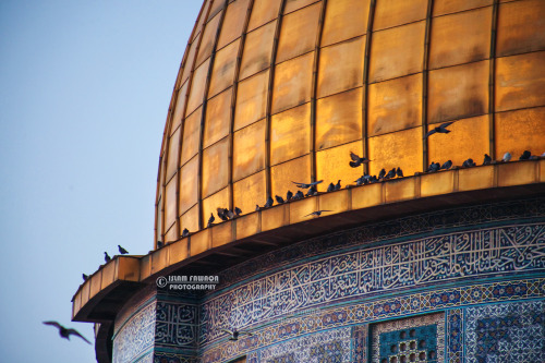 love-allah:خُلاصة 5 سنوات مِن التَصوير في القُدس ، أجمل 10 لقطات لقبة الصخرة المُشرفة مع طُيور الفجر