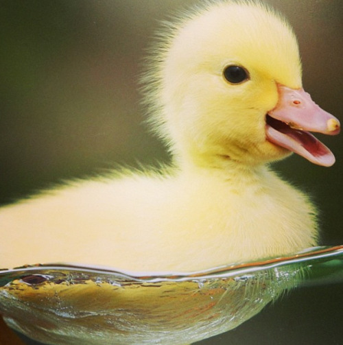 catsbeaversandducks:Don’t Be Sad, Look At These Baby DucksIf you didn’t already know, baby ducks are