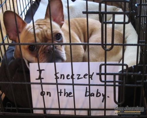 dogshaming:  If I sneeze on it, do I now own it?  I sneezed on the baby.