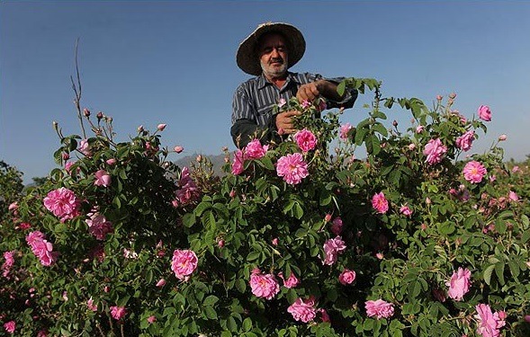 appassendo:   the-hidden-diaries:  The making of rose water in Iran.   Non penso