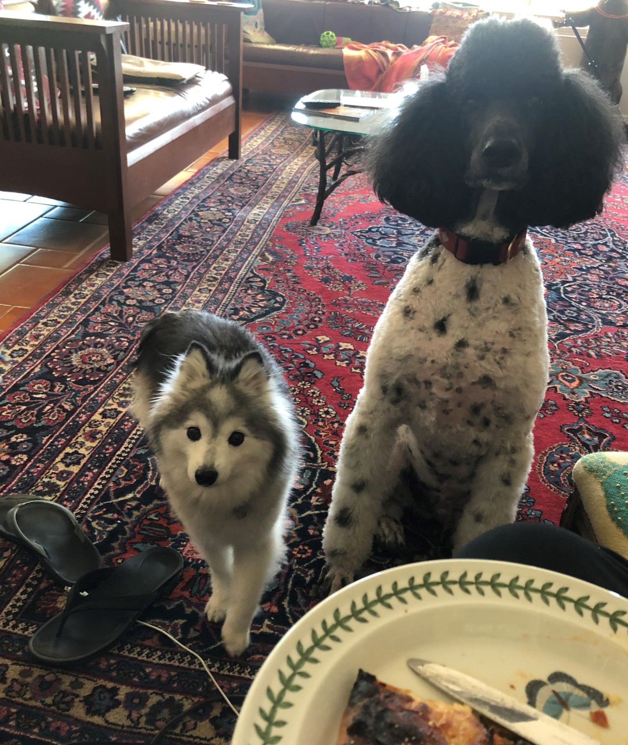 Rhea & Isaac My family’s dogs joining together to use their cuteness against
us. all.  Before anyone accuses Rhea of 