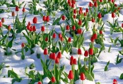fleurs-et-crayons:  Tulips in Snow, Jeremy