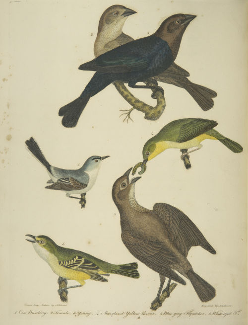 Selections from American ornithology v.02, 1810. 