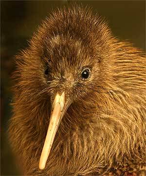 Porn photo ainawgsd: Kiwi Kiwi or kiwis are flightless