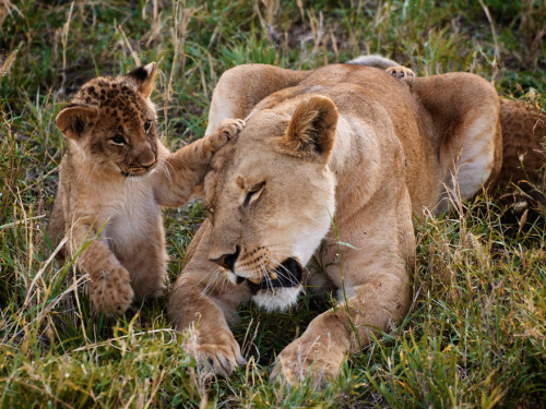 nubbsgalore:  lion cubs photographed by (click pic) jim richardson, dererck and beverly joubert, brandon harris, grégoire bouguereau and susan mcconnell. (previous posts on lions) 