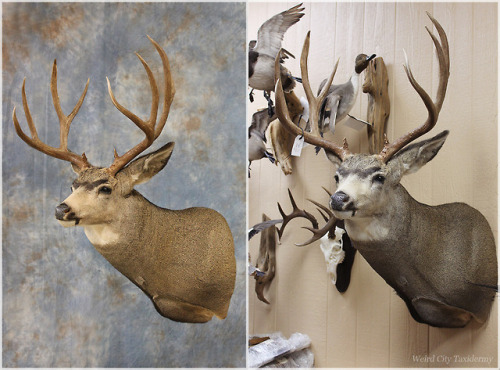 I realized recently that I don’t have any photos of mule deer mounts for my online portfolio. These 