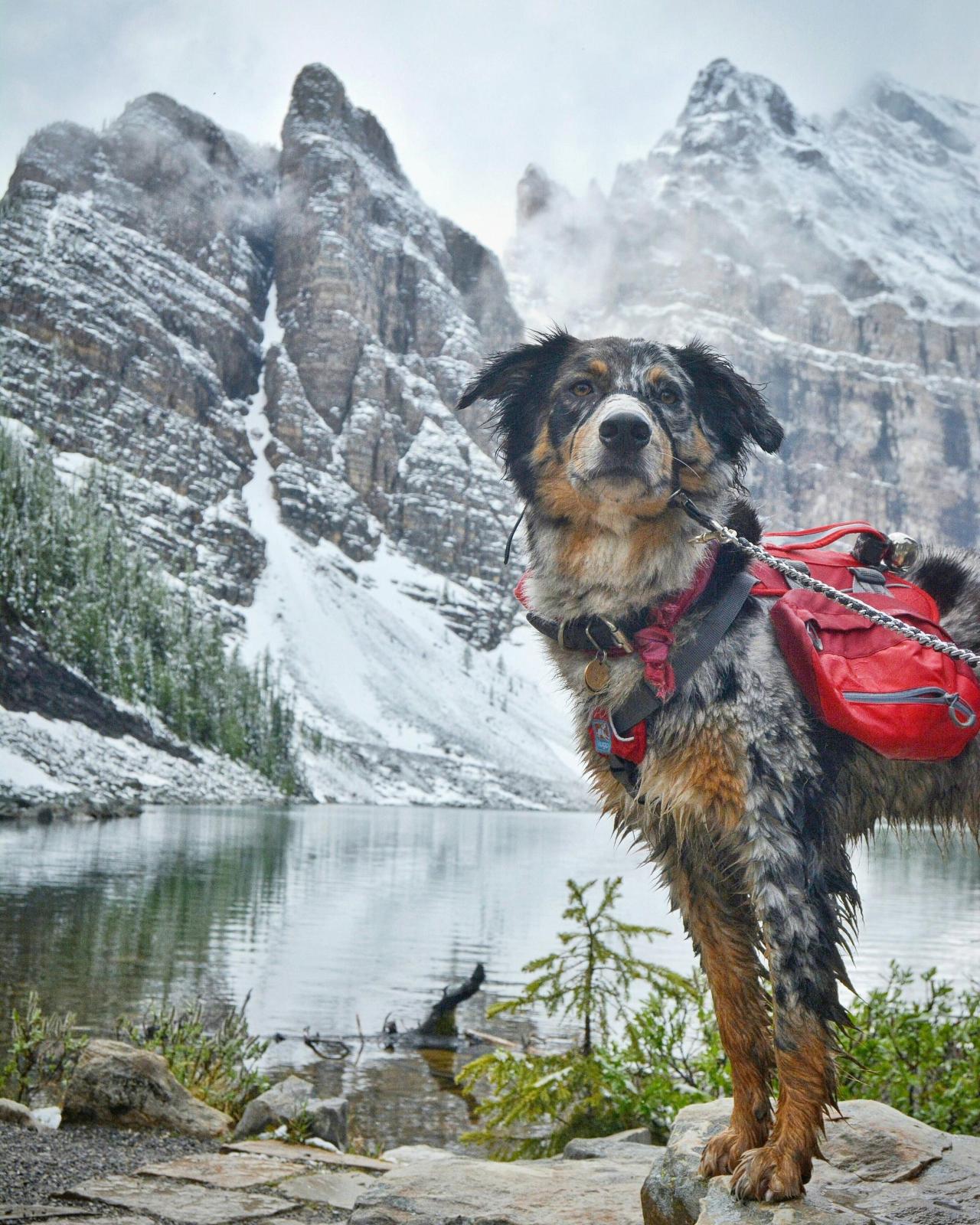 awwww-cute:  Atlas the Adventure Dog (Source: http://ift.tt/1XhTUu1)