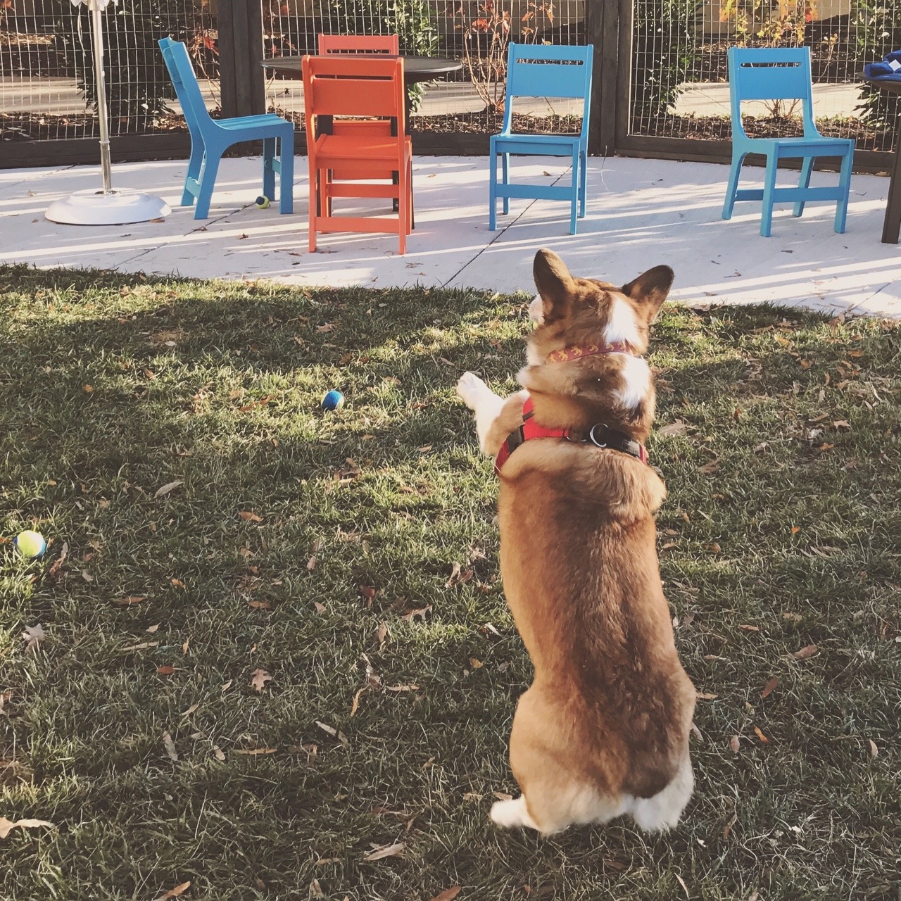 The ferocious corgi stands on his hind legs like a bear to scare off his enemies.
Rawr.