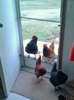 importantbirds:   i left the door open. 