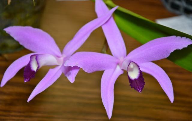 Cattleya perrinii
grown by Kathy Puckett