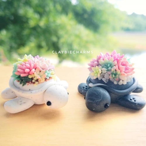 sosuperawesome: Succulent Turtles  Claybie adult photos