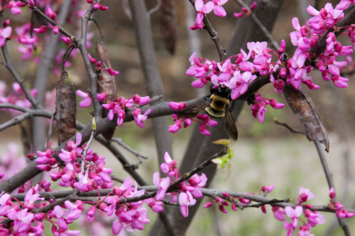 A fat and happy bumblebee, enjoying spring.