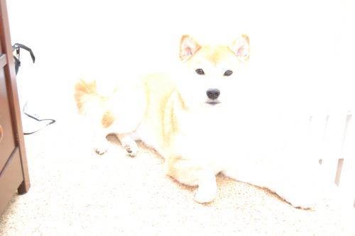 bleached shiba; soulful eyes