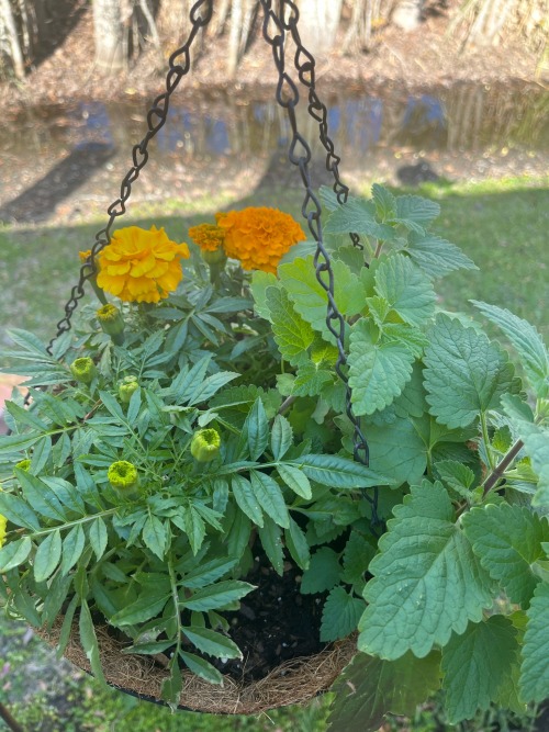 First Garden Update Of The Season! These Are Some Of My Herbs This Year. Hanging In Baskets And In Random