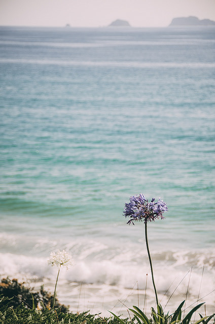 floralls:  New Zealand by DeepLovePhotography   