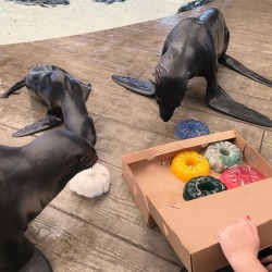 mrlevelingthinner:  neaq: How do seals and sea lions at the Aquarium celebrate National Doughnut Day? With fish-filled gelatin and ice doughnuts, of course!  #HappyDoughnutDay #nationaldoughnutday #DonutDay #seals #Northernfurseals #callorhinusursinus