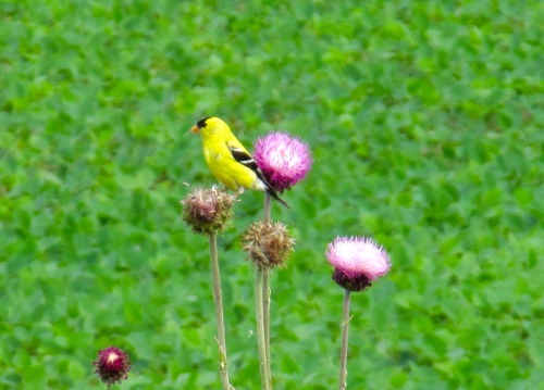 Goldfinches. The Pennsylvania German people who settled this area called them distelfink, or thistle