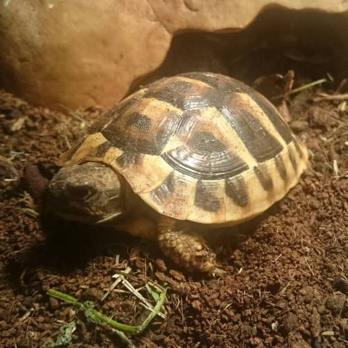 Benny a September 2015 hatchling Hermann&rsquo;s tortoise #tortoise #tortoisesofinstagram #torts