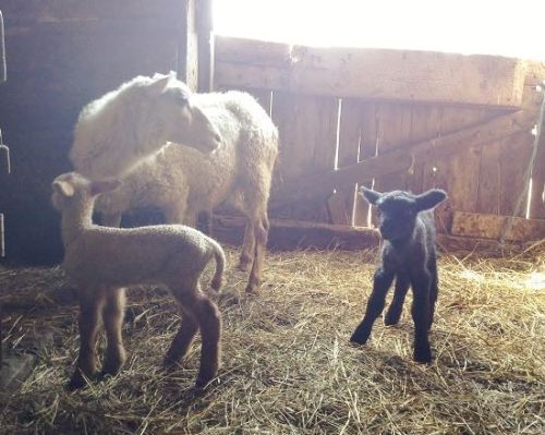 Surprise Lambing in July  By Rachel Conlin Being a farmer and an entrepreneur is never dull. There i