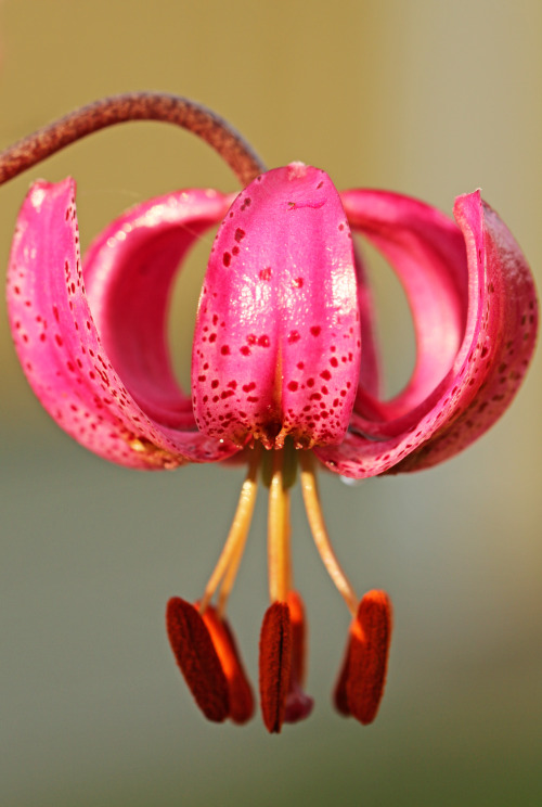 Lilium martagon (Martagon or Turk&rsquo;s cap lily) / krollilja.
