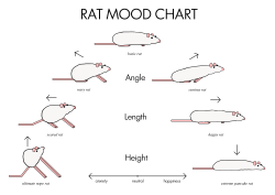 futurewitnesslucina: marras6:  A somewhat accurate, tongue in cheek mood chart for understanding rats!   @transaizawa 