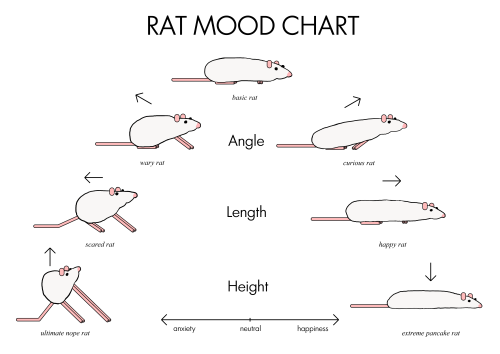 plantsareuptosomething:marras6:A somewhat accurate, tongue in cheek mood chart for understanding rat