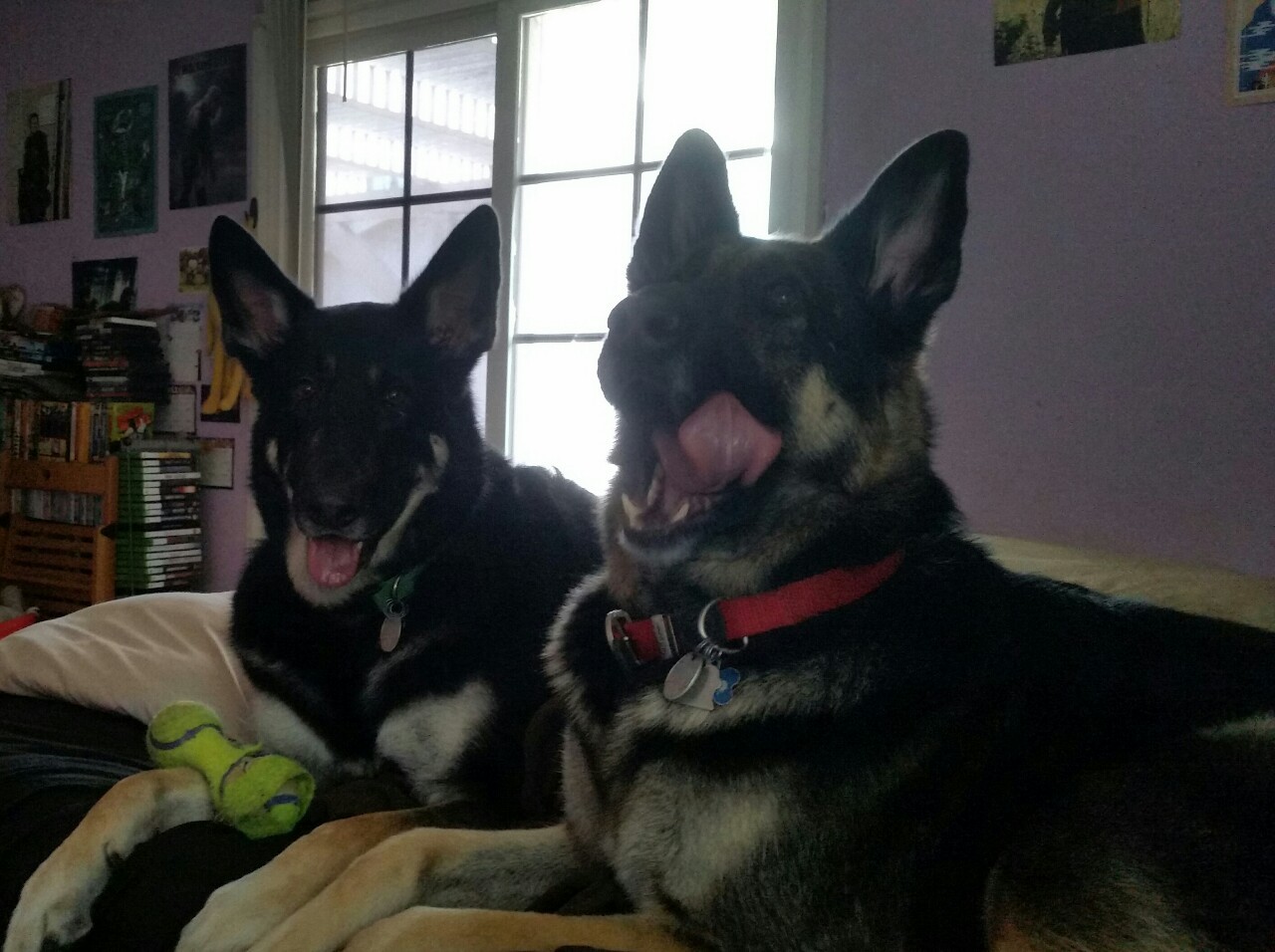 I was trying to take a picture of my dogs because they were sitting side by side