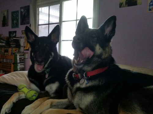 esotony:  artemispanthar:  esotony replied to your post: Leonard, napping and being cute as alw…OMG I have a German Shepherd tooAwesome! German Shepherds are the best! I actually have two, look at them  Haha mine is almost a year old and he’s HUGE
