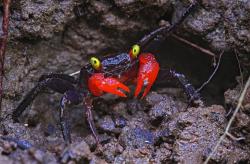 rhamphotheca:Two Vampire Crab Species Found, Are Already Popular PetsSpooky-eyed crustaceans sold as aquarium pets are two previously unknown species from Indonesia, a new study says.by James OwenVampire crabs, so named because of their glowing yellow