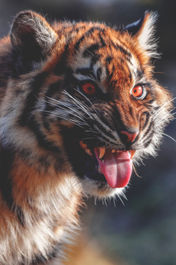 imposingtrends:  Sumatran Tiger Cub | ImposingTrends