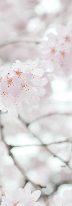 hanmii:sakura flowers by rin.u 