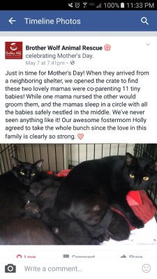 indigo&ndash;aura:  sfmfm:  tinyredbird:  klavlav:  hey everybody, check out these lesbian witch cats at my local rescue  SCREAMS THIS IS ALL I NEED IN LIFE  “Now thats gals being pals!” - facebook mom  Life goals 