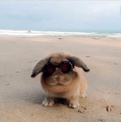 awwww-cute:  A day at the beach