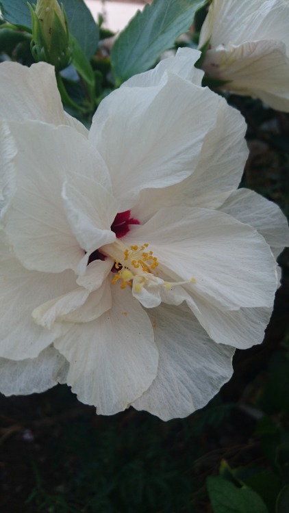 bloomsandfoliage: Double-flowering white hibiscus