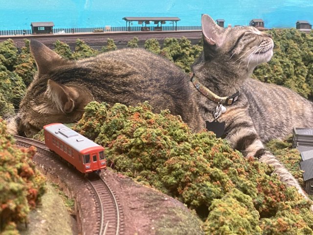 his-shining-tears:Cats and train miniature