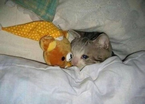 i-love-rice:Mood today