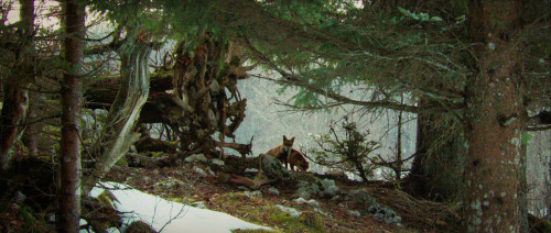 elvenforestworld: Le renard et l'enfant (2007)