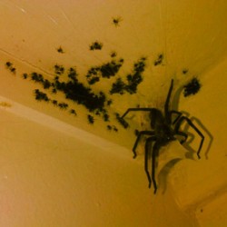this-flight-tonight:  redlocambition:  U look in a corner of ur house and see this: What’s ur immediate reaction?! #Spiders #Insects #BeyondScaredStraight 😧😵😂  It’s. Actually. Quite. Awesome. 