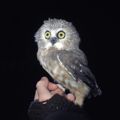 Northern Saw-whet Owl (Aegolius acadicus )